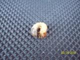 th_53168_101_1332_122_95lo.JPG