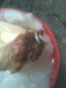 th_566430105_c2_122_175lo.jpg