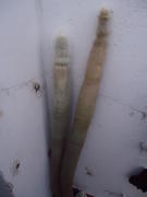 th_623537788_DSC01017_122_360lo.JPG
