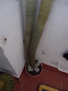 th_623581212_DSC01018_122_440lo.JPG