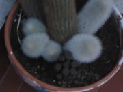 th_623679401_DSC01020_122_464lo.JPG