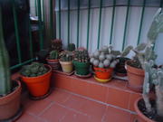 th_624158792_DSC01023_122_345lo.JPG