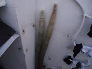 th_624533248_DSC01029_122_112lo.JPG