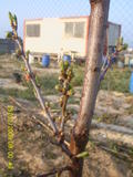 th_66311_SUC40055_122_784lo.JPG