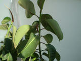th_67140_Ficuss2_122_1048lo.jpg
