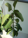 th_67146_Ficus_122_535lo.jpg