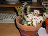 th_69618_P1010089_122_1102lo.JPG