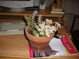th_69623_P1010090_122_812lo.JPG