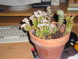 th_69627_P1010093_122_1144lo.JPG