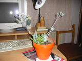 th_69628_P1010094_122_823lo.JPG