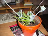 th_69633_P1010095_122_455lo.JPG