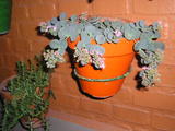 th_69807_P1010097_122_921lo.JPG