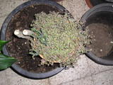 th_69812_P1010101_122_848lo.JPG
