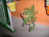 th_69814_P1010102_122_767lo.JPG