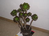 th_69819_P1010105_122_1042lo.JPG