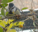 th_71134_pajaro_122_682lo.jpg