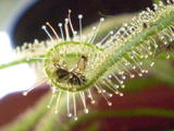 th_72293_Drosera_capensis_alba__comiendo_122_189lo.jpg