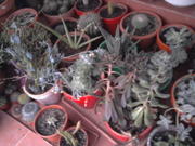 th_73505_Foto0109_122_491lo.jpg
