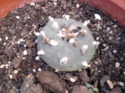 th_73616_Foto0059_122_346lo.jpg