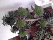 th_73634_Foto0108_122_402lo.jpg