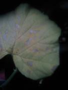 th_739035115_md_00_122_513lo.jpg