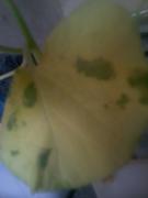 th_739035759_md_004_122_20lo.jpg