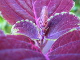 th_76971_P2220004_122_263lo.JPG