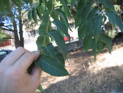th_78186_hojararo1_122_528lo.jpg