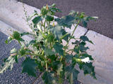 th_80061_Estra_122_135lo.jpg