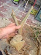 th_808413470_DSC09674_122_511lo.JPG