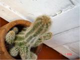 th_81b3d_cardoncito2.jpg