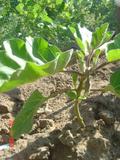 th_87853_berenjena_casi_en_flor_01_122_1lo.jpg