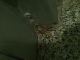 th_88659_Imagen004_122_29lo.jpg