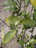 th_91765_SUC40115_122_29lo.JPG