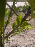 th_91782_SUC40119_122_496lo.JPG