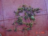 th_92299_DSC06324_122_466lo.jpg