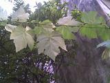 th_93092_Rama_de_parra_2_122_338lo.jpg