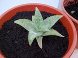 th_93358_cactus_122_414lo.jpg