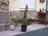 th_93782_PIC_0007_122_1122lo.JPG