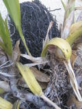 th_93803_IMG_3167_122_445lo.jpg