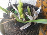 th_93807_IMG_3171_122_39lo.jpg