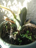 th_93811_IMG_3173_122_588lo.jpg