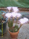 th_94367_SUC40235_122_1100lo.JPG