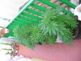 th_98484_P1010069_123_841lo.JPG