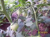 th_98834_huerta009_122_1046lo.jpg