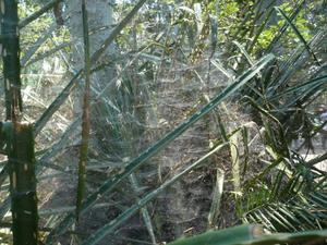 th_99439_Image11_122_464lo.jpg
