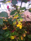 th_a0194329.jpg