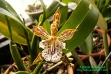 th_Aspasia_variegata_01.jpg