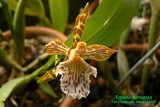 th_Aspasia_variegata_02.jpg