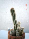th_b9da1_cardoncito1.jpg